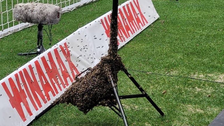 Ein Bienenschwarm hat sich in der MHP-Arena an einem Stativ festgesetzt. (Foto: Feuerwehr Stuttgart)
