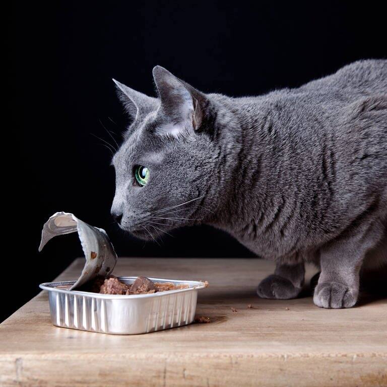 Katze schnuppert an einer Portion Nass-Katzenfutter.